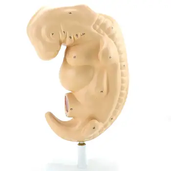 Az Élet Méret 4 Hetes Embrió A Terhesség Terhesség Alatt Modell Orvosi Iskola