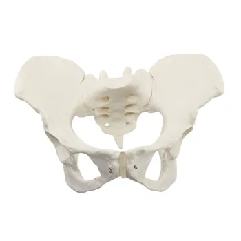 Női Medence Modell Emberi Csontváz, Modell, Minta, Hip Csontváz Anatómia Medencefenék Izmok Orvosi Eszköz